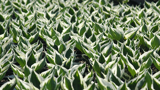 5 Reasons to Grow Hostas in Your Yard