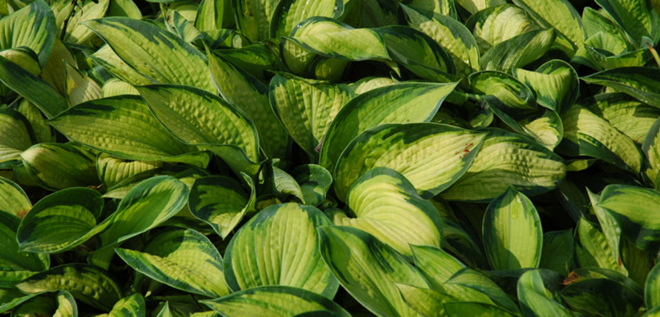 Hosta
