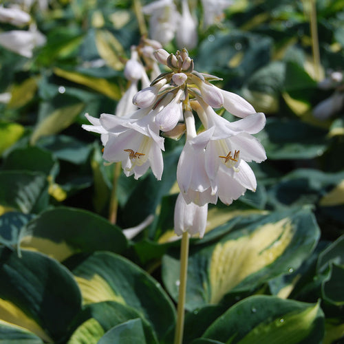 Easy Perennials for Shade