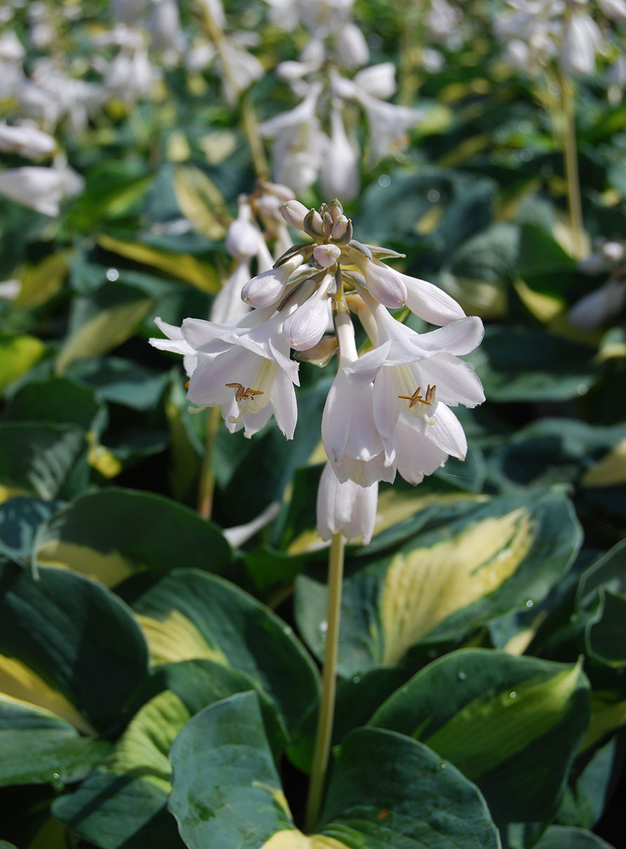 Easy Perennials for Shade