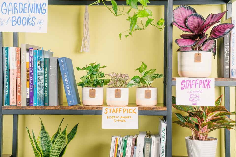 It's National Houseplant Appreciation Day