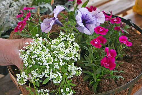 Gardening Basics: How To Plant a Container Garden