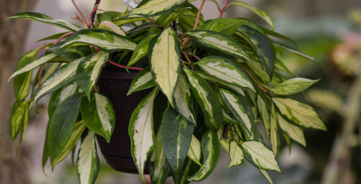 Keep Your Hoya Happy