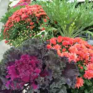 Design Ideas for Fall Containers and Gardens