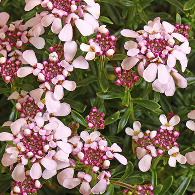 Pink Ice Candytuft