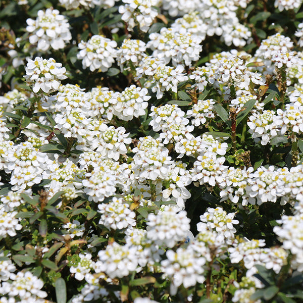 Snow Cone Candytuft