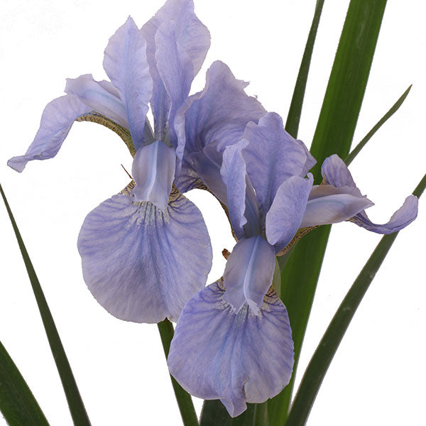 Dear Delight Siberian Iris