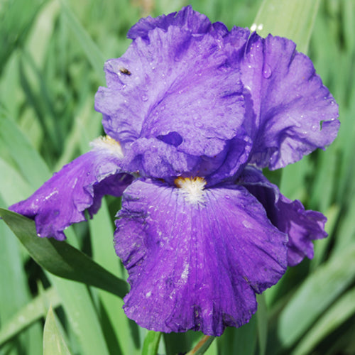 Feedback Bearded Iris
