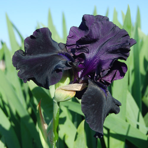 Hello Darkness Bearded Iris