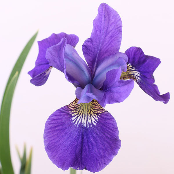 Hubbard Siberian Iris