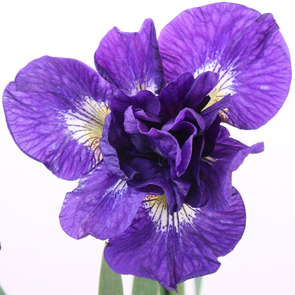 Kabluey Siberian Iris
