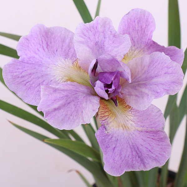 Kita-No-Seiza Siberian Iris