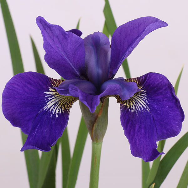 Ruffled Velvet Siberian Iris