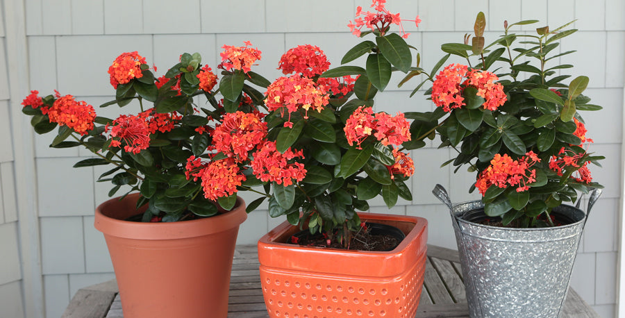 4 Bold Bloomers for Florida Landscapes