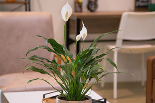 Jet Diamond Peace Lily