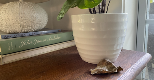 Dropping Leaves: Can This Plant Be Saved?