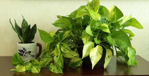 5 Top Low-Light Houseplants