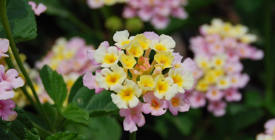 5 Reasons to Love Lantana