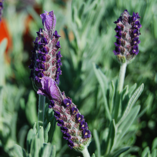 Anouk Spanish Lavender