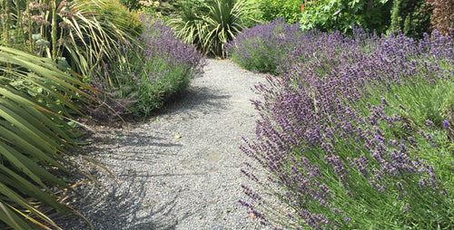 Making Scents with Lavender