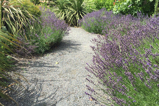 Making Scents with Lavender