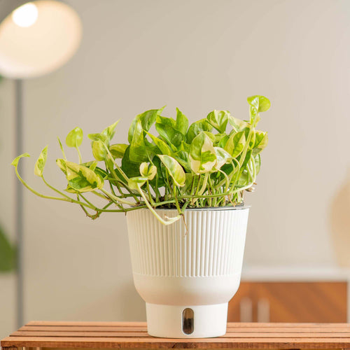 Variegated Lemon Meringue Pothos in a self-watering system on a wood table in a living room