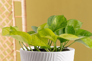Close up photo of Lemon Top Pothos, a climbing/trailing houseplant in a white pot in a living room with a yellow wall