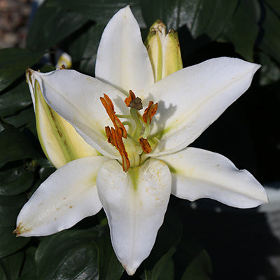 Sunny Okinawa Oriental Lily