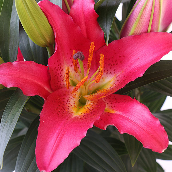 Entertainer Oriental Lily