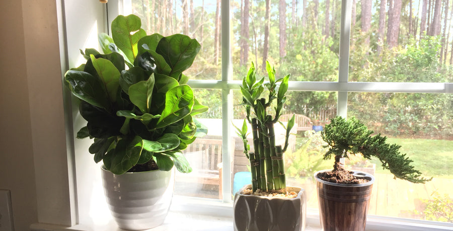 Little Fiddle Trending Tropicals®: Meet Little Fiddle Fiddle Leaf Fig – Costa Farms