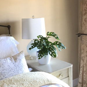 Trending Tropicals®: A Houseplant Hunters’ Dream Collection