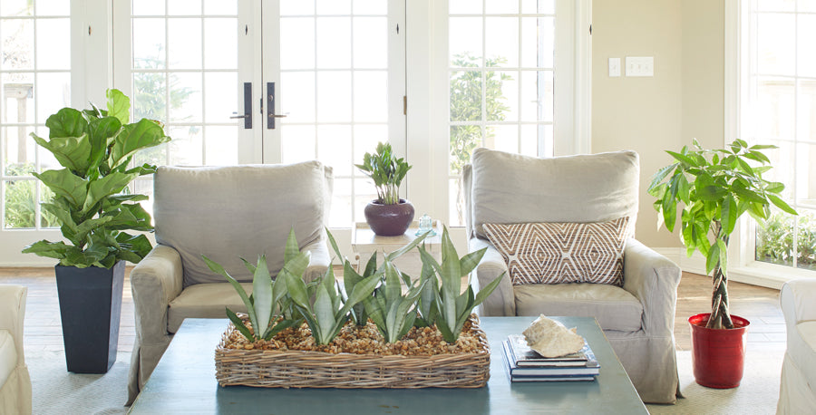 Five Hot Houseplants