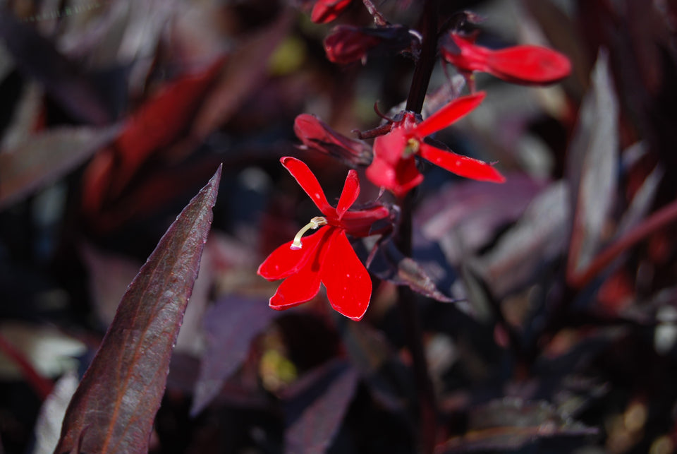 Lobelia, Perennial