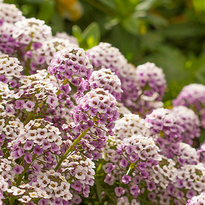 Blushing Princess Sweet Alyssum