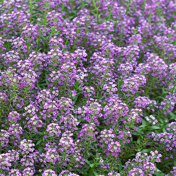 Dark Knight Sweet Alyssum