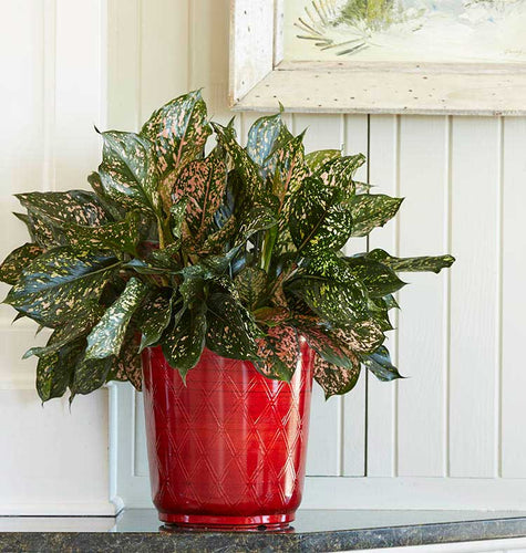 Low-Maintenance Houseplants You’ll Love