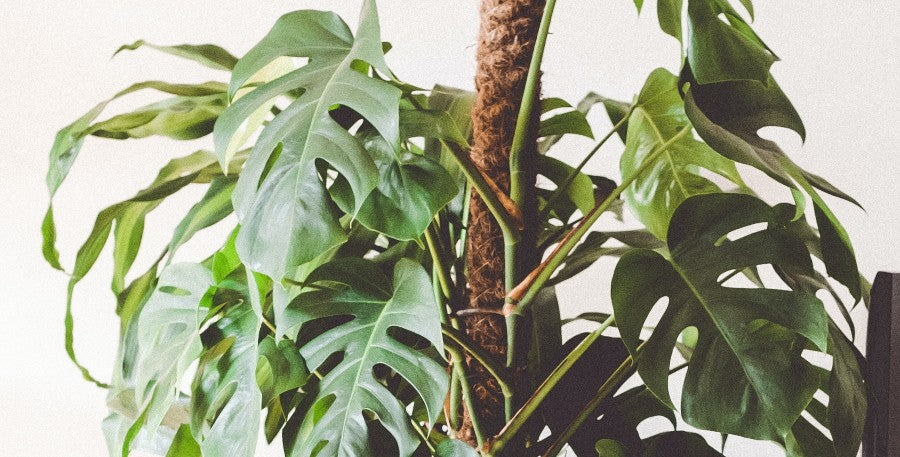 How to Help Your Houseplant Climb