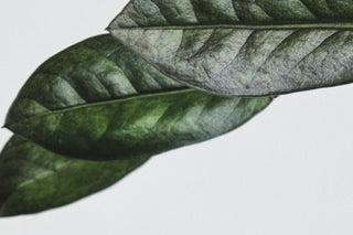 Mother Plants: Our Secret to Propagation Success