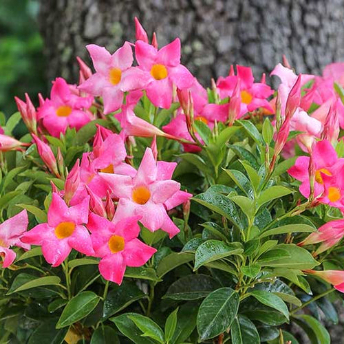 Gardening with Mandevilla