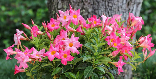 Gardening with Mandevilla