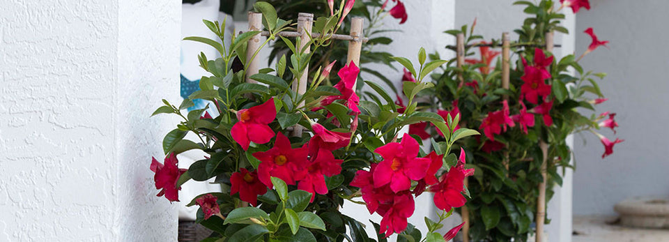 Mandevilla Care in Winter