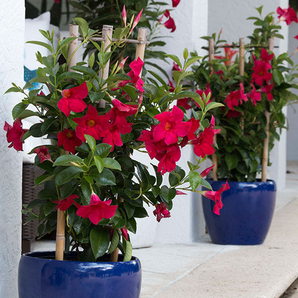 A Shopper’s Guide to Mandevilla