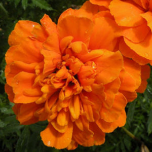 Bonanza Orange French Marigold