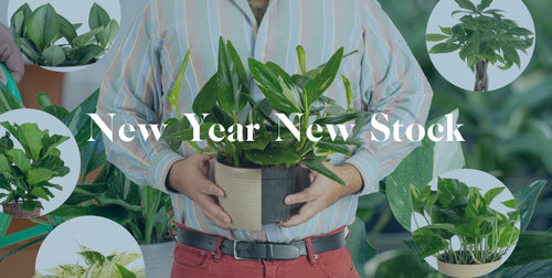 New Year: Start Fresh, Start Green, Start Now!