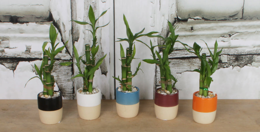 Get a Fresh Start with Lucky Bamboo