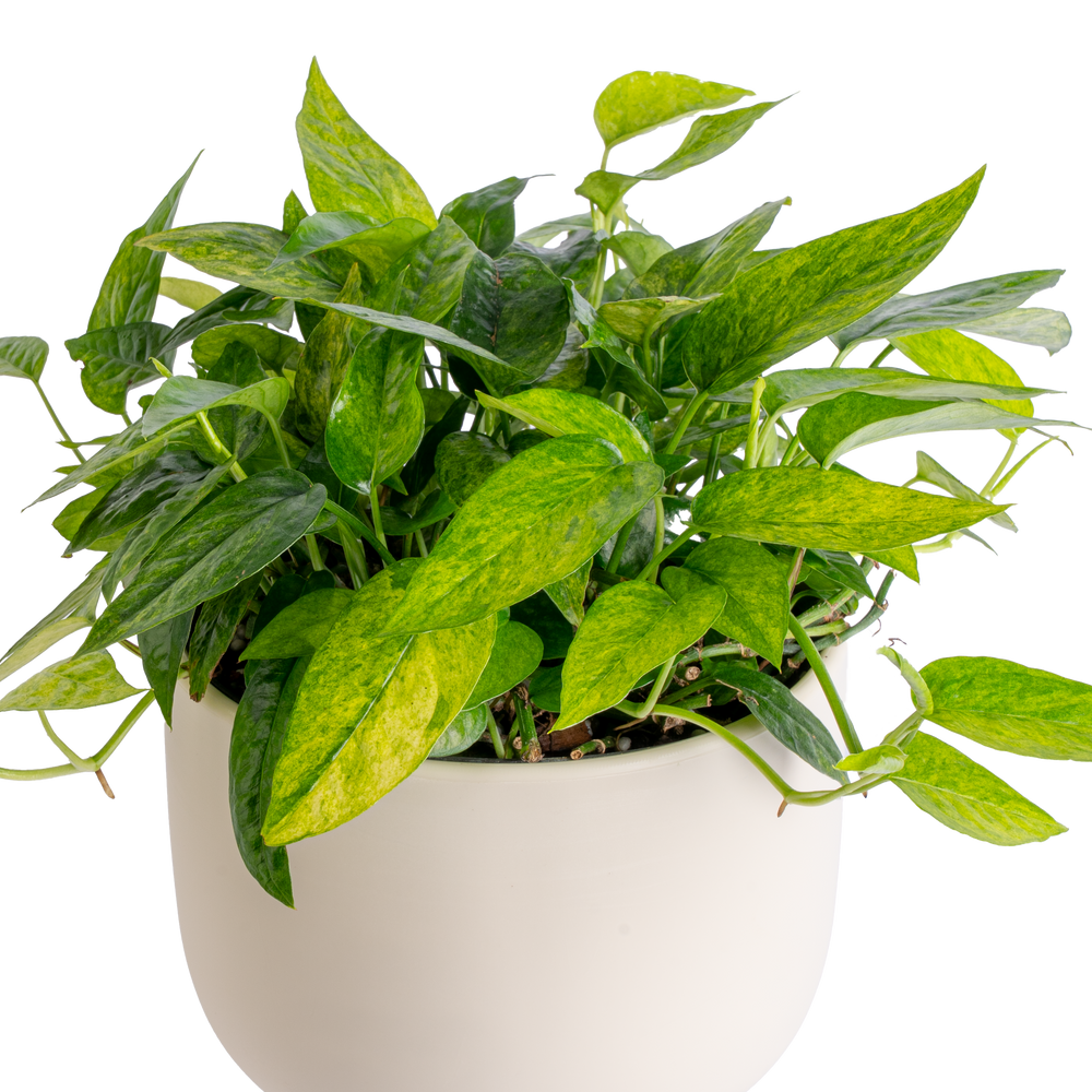 Mini Mint Pothos