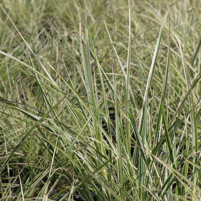 Variegatus Maiden Grass