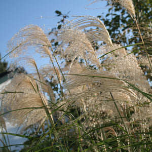 Perennial Favorites: Ornamental Grasses