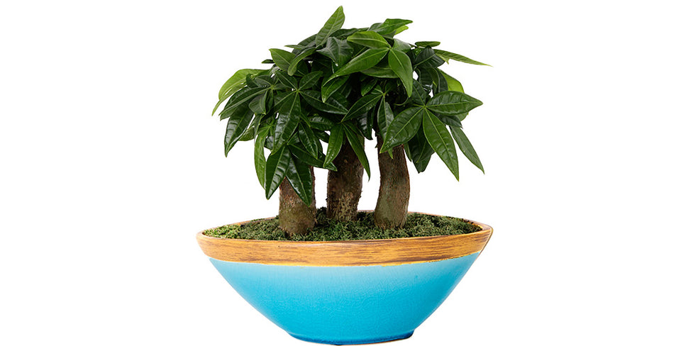 My Magical Money Tree