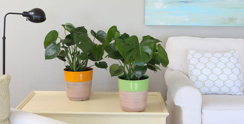 Big Leaf Monstera: The Decorator's Choice